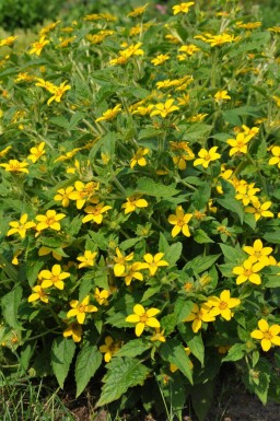 Chrysogonum Chrysogonum virginianum 5-10 Pot 9x9 cm (P9) Chrysogonum virginianum