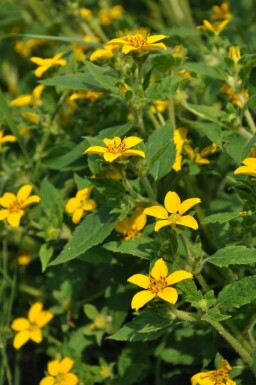 Chrysogonum Chrysogonum virginianum 5-10 Pot 9x9 cm (P9) Chrysogonum virginianum