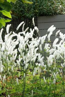 Cimicifuga simplex 'White Pearl'