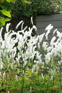 Cierge d'argent Cimicifuga simplex 'White Pearl' 5-10 Pot 9x9 cm (P9) Cimicifuga simplex 'White Pearl'