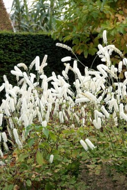 Cierge d'argent Cimicifuga simplex 'White Pearl' 5-10 Pot 9x9 cm (P9) Cimicifuga simplex 'White Pearl'