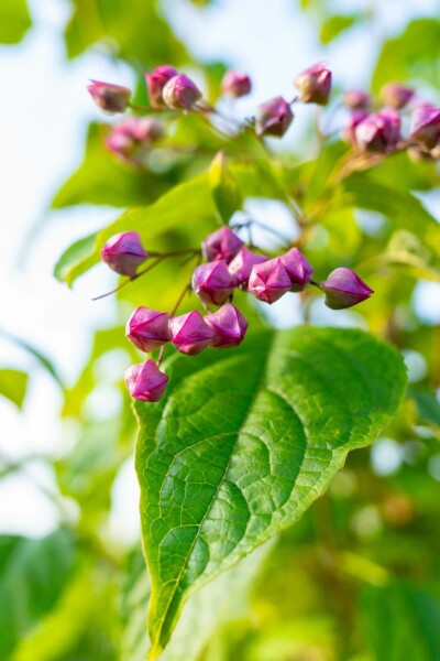 Clerodendrum trichotomum C12 100-125