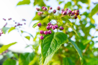 Clerodendrum trichotomum C12 100-125