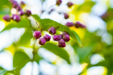 Clérodendron trichotome Clerodendrum trichotomum Arbuste 100-125 Pot 12 l (C12) Clerodendrum trichotomum arbuste 100-125 cm