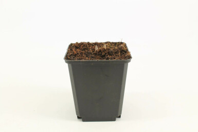 Muguet de Mai Convallaria majalis 5-10 Pot 9x9 cm (P9)