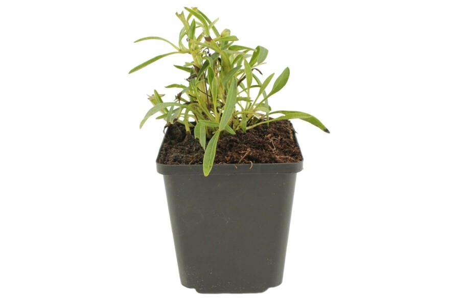 Coréopside à grandes fleurs Coreopsis grandiflora 'Early Sunrise' 5-10 Pot 9x9 cm (P9) Coreopsis grandiflora 'Early Sunrise'