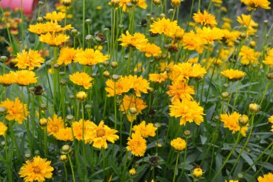 Coréopside à grandes fleurs Coreopsis grandiflora 'Early Sunrise' 5-10 Pot 9x9 cm (P9)