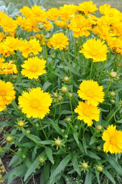 Coréopside à grandes fleurs Coreopsis grandiflora 'Sunray' 5-10 Pot 9x9 cm (P9) Coreopsis grandiflora 'Sunray'