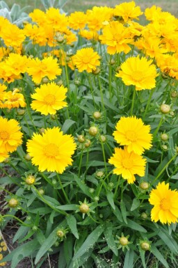 Coréopside à grandes fleurs Coreopsis grandiflora 'Sunray' 5-10 Pot 9x9 cm (P9)