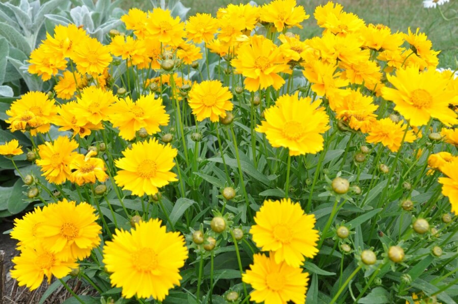Coréopside à grandes fleurs Coreopsis grandiflora 'Sunray' 5-10 Pot 9x9 cm (P9) Coreopsis grandiflora 'Sunray'