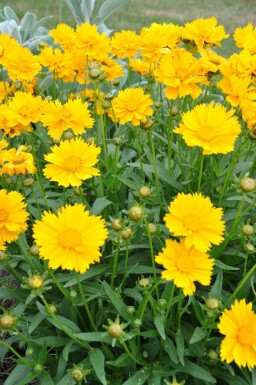 Coréopside à grandes fleurs Coreopsis grandiflora 'Sunray' 5-10 Pot 9x9 cm (P9) Coreopsis grandiflora 'Sunray'