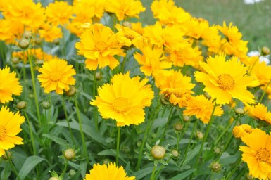 Coréopside à grandes fleurs Coreopsis grandiflora 'Sunray' 5-10 Pot 9x9 cm (P9) Coreopsis grandiflora 'Sunray'