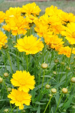 Coréopside à grandes fleurs Coreopsis grandiflora 'Sunray' 5-10 Pot 9x9 cm (P9) Coreopsis grandiflora 'Sunray'