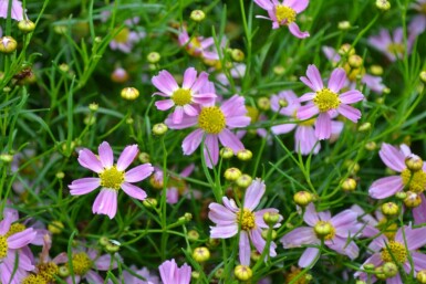 Coréopsis rose Coreopsis rosea 'American Dream' 5-10 Pot 9x9 cm (P9)