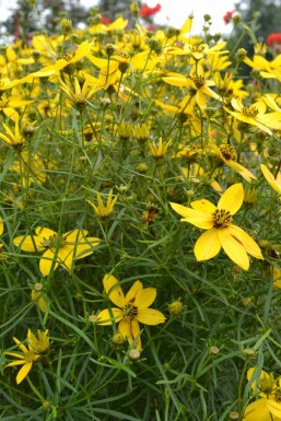 Coréopside verticillée Coreopsis verticillata 5-10 Pot 9x9 cm (P9) Coreopsis verticillata
