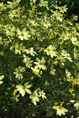 Coréopside verticillée Coreopsis verticillata 'Moonbeam' 5-10 Pot 9x9 cm (P9)