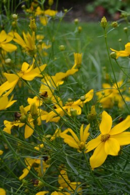 Coréopside verticillée Coreopsis verticillata 'Zagreb' 5-10 Pot 9x9 cm (P9)