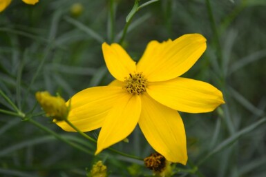 Coréopside verticillée Coreopsis verticillata 'Zagreb' 5-10 Pot 9x9 cm (P9)