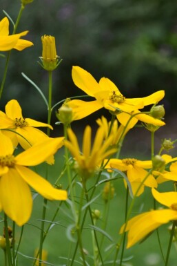 Coréopside verticillée Coreopsis verticillata 'Zagreb' 5-10 Pot 9x9 cm (P9)