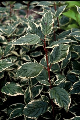 Cornouiller blanc Cornus alba 'Sibirica Variegata' Arbuste 30-40 Pot 3 l (C3)