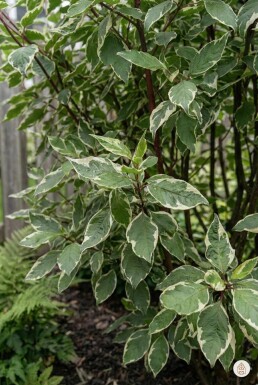 Cornus alba 'Sibirica Variegata' arbuste 30-40 cm