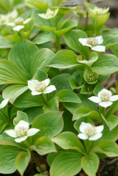 Cornouiller du Canada Cornus canadensis 5-10 Pot 9x9 cm (P9) Cornus canadensis 5-10 cm