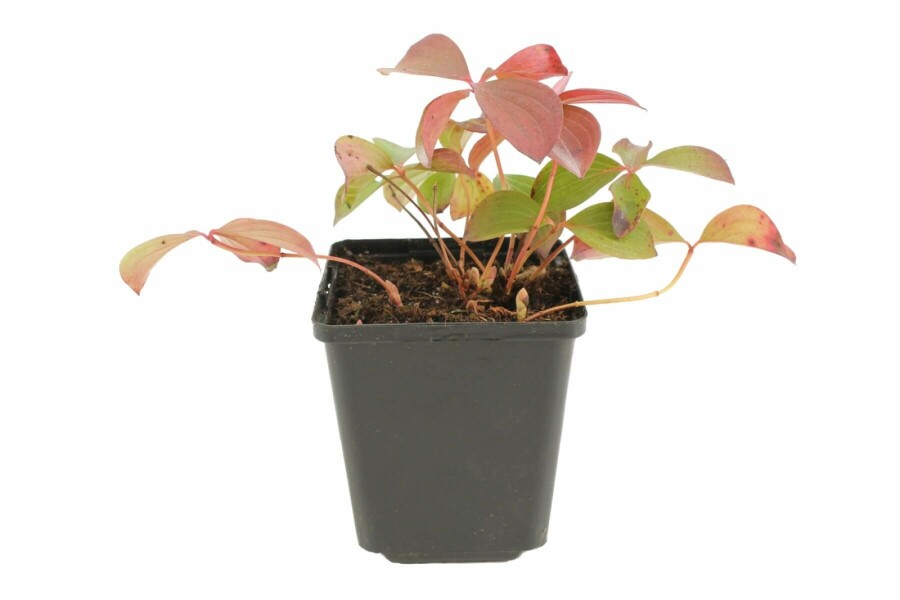 Cornouiller du Canada Cornus canadensis 5-10 Pot 9x9 cm (P9) Cornus canadensis 5-10 cm