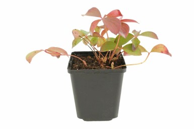 Cornouiller du Canada Cornus canadensis 5-10 Pot 9x9 cm (P9) Cornus canadensis 5-10 cm