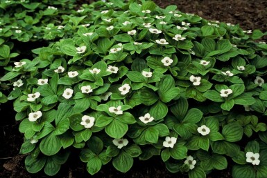Cornouiller du Canada Cornus canadensis 5-10 Pot 9x9 cm (P9) Cornus canadensis 5-10 cm