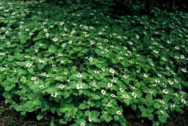 Cornouiller du Canada Cornus canadensis 5-10 Pot 9x9 cm (P9) Cornus canadensis 5-10 cm