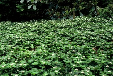 Cornouiller du Canada Cornus canadensis 5-10 Pot 9x9 cm (P9) Cornus canadensis 5-10 cm
