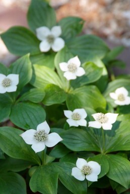Cornouiller du Canada Cornus canadensis 5-10 Pot 9x9 cm (P9) Cornus canadensis 5-10 cm