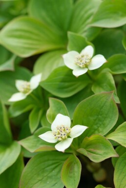 Cornouiller du Canada Cornus canadensis 5-10 Pot 9x9 cm (P9) Cornus canadensis 5-10 cm