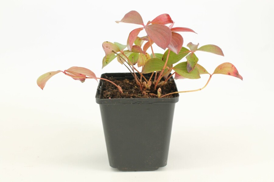 Cornouiller du Canada Cornus canadensis 5-10 Pot 9x9 cm (P9) Cornus canadensis 5-10 cm