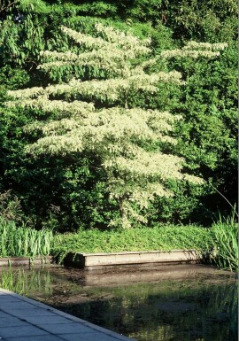 Cornouiller des Pagodes Cornus controversa 'Variegata' Arbuste 30-40 Pot 3 l (C3)