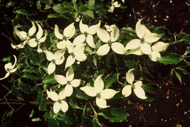 Cornouiller Kousa Cornus kousa Arbuste 60-80 Pot 12 l (C12) Cornus kousa arbuste 60-80 cm