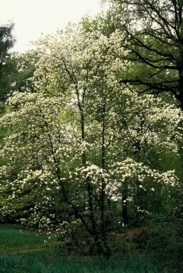 Cornouiller Kousa Cornus kousa Arbuste 40-50 Pot 3 l (C3)