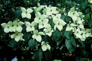 Cornouiller Kousa Cornus kousa 'China Girl' Arbuste 80-100 Pot 12 l (C12) Cornus kousa 'China Girl' arbuste 80-100 cm