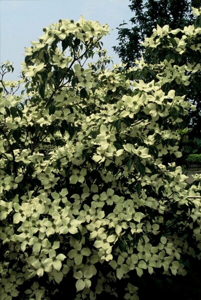 Cornouiller Kousa Cornus kousa 'China Girl' Arbuste 30-40 Pot 2 l (C2) Cornus kousa 'China Girl' arbuste 30-40 cm