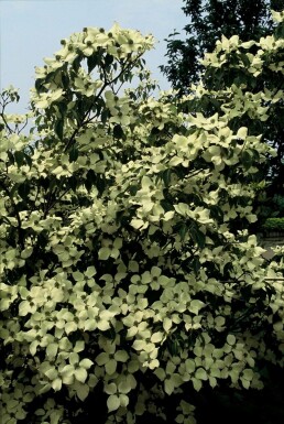 Cornouiller Kousa Cornus kousa 'China Girl' Arbuste 30-40 Pot 2 l (C2) Cornus kousa 'China Girl' arbuste 30-40 cm