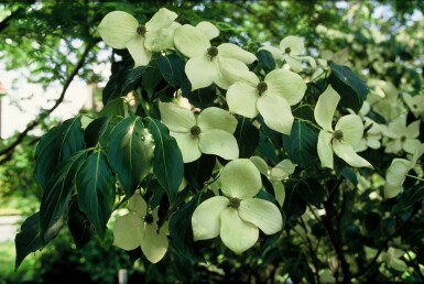 Cornouiller Kousa Cornus kousa 'China Girl' Arbuste 30-40 Pot 2 l (C2) Cornus kousa 'China Girl' arbuste 30-40 cm