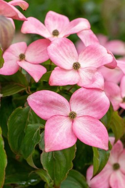 Cornouiller Kousa Cornus kousa 'Satomi' Arbuste 30-40 Pot 2 l (C2)