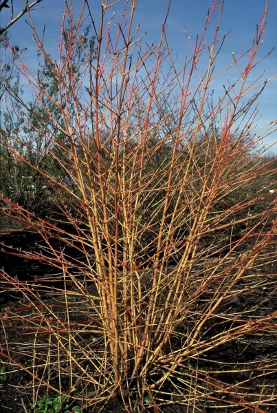 Cornouiller sanguin Cornus sanguinea 'Midwinter Fire' Arbuste 30-40 Pot 10 l (C10) Cornus sanguinea 'Midwinter Fire' arbuste 30-40 cm