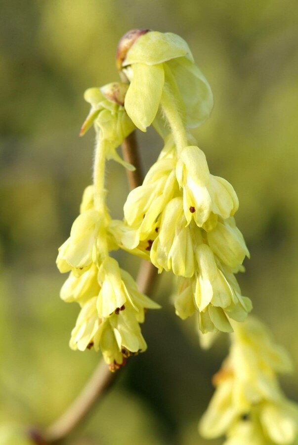 Noisetier d'hiver Corylopsis spicata Arbuste 60-80 Pot 12 l (C12) Corylopsis spicata arbuste 60-80 cm