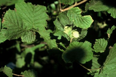 Noisetier commun Corylus avellana Arbuste 100-120 Pot 12 l (C12)