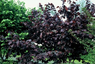 Corylus avellana 'Rode Zellernoot' 100-120 C12