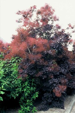 Cotinus coggygria 'Royal Purple' C10 40-60