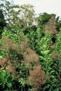 Cotinus coggygria 'Young Lady' C10 40-50