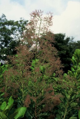 Cotinus coggygria 'Young Lady' C10 40-50