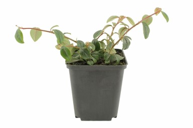 Cotonéaster de Dammer Cotoneaster dammeri 5-10 Pot 9x9 cm (P9) Cotoneaster dammeri